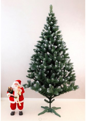 Ялинка Королева Європейська з білим кінчиком 3,0м