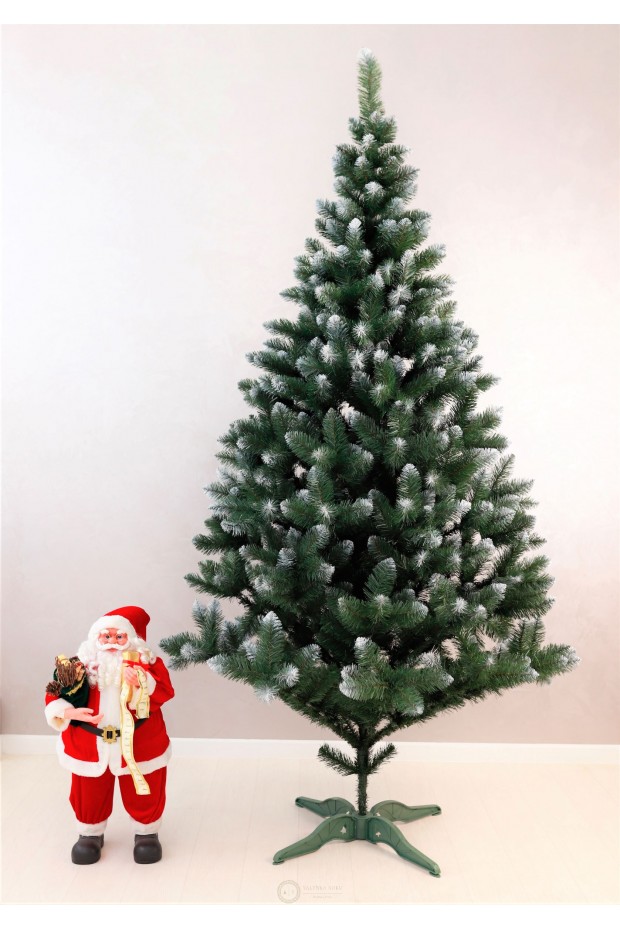 Ялинка Королева Європейська з білим кінчиком 3,0м