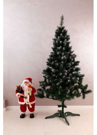 Ялинка Королева Європейська з білим кінчиком 2,0м