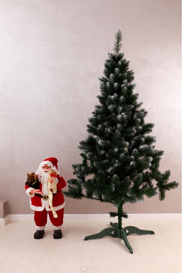 Ялинка Королева Європейська з білим кінчиком 2,0м