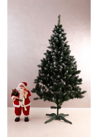 Ялинка Королева Європейська з білим кінчиком 2,2м