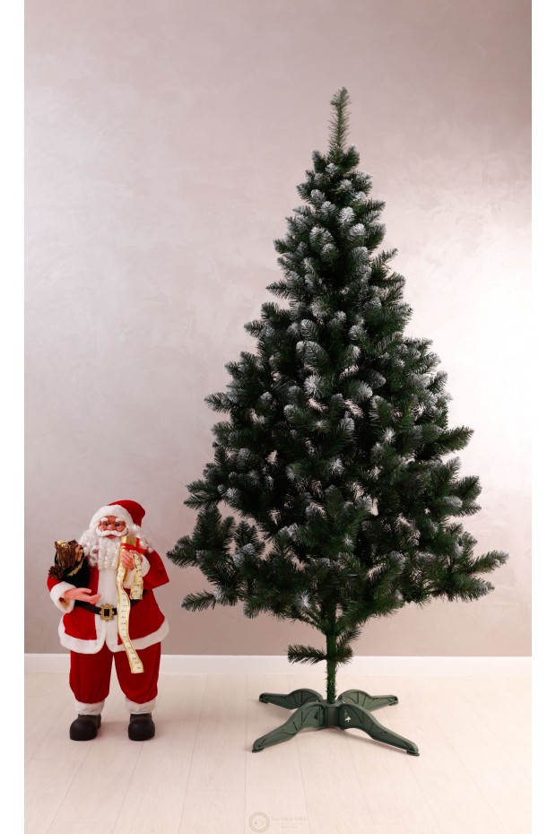 Ялинка Королева Європейська з білим кінчиком 2,2м