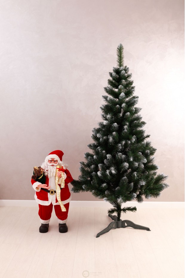 Ялинка Королева Європейська з білим кінчиком 1,8м