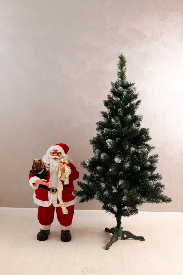 Ялинка Королева Європейська з білим кінчиком 1,5м