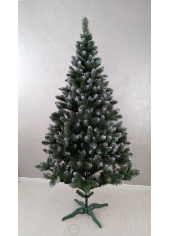 Ялина Королева Європейська з білим кінчиком