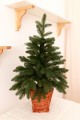 Ялинка лита зелена в горщику з лози 70 см