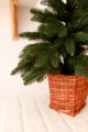 Ялинка лита зелена в горщику з лози 70 см