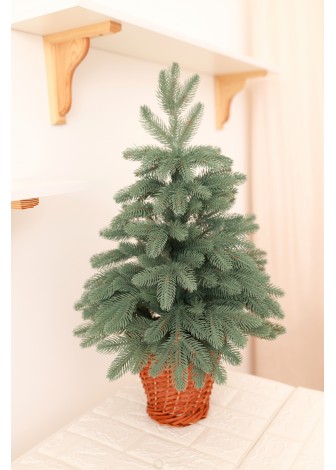 Ялинка лита блакитна в горщику з лози 70 см