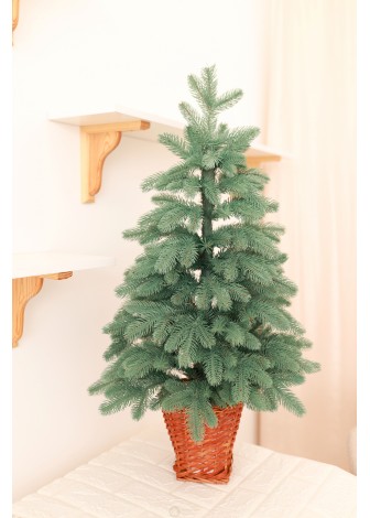 Ялинка лита блакитна в горщику з лози 90 см